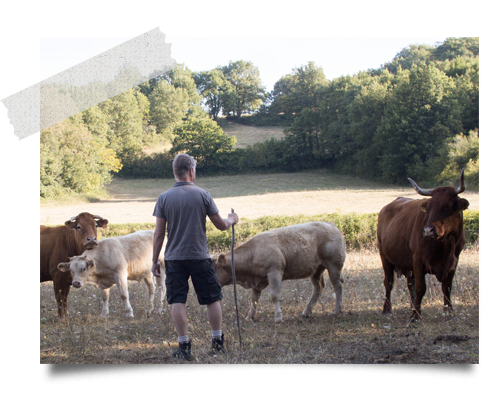 agriculteur et le troupeau de vaches