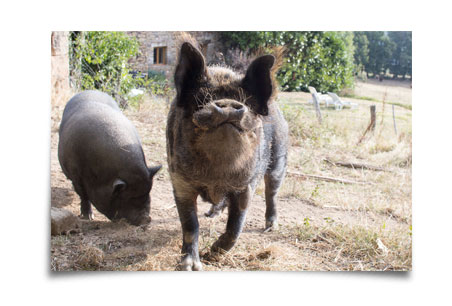 gorgon le cochon