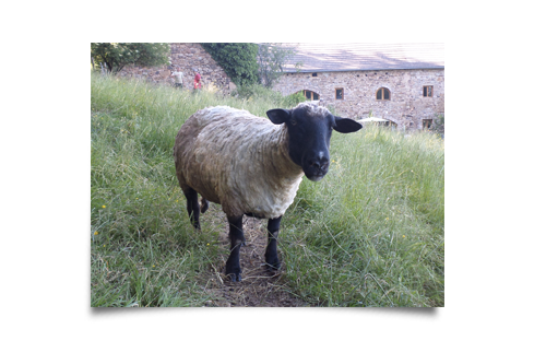 mouton