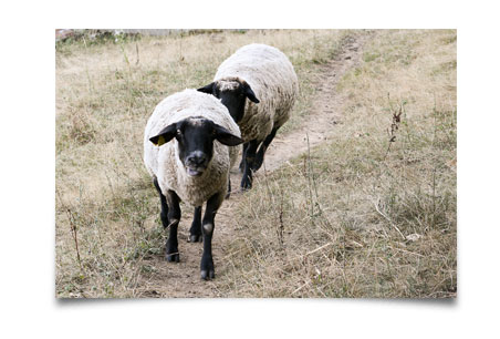 moutons