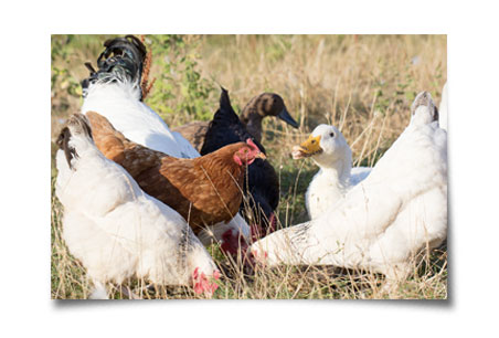 poules et canards
