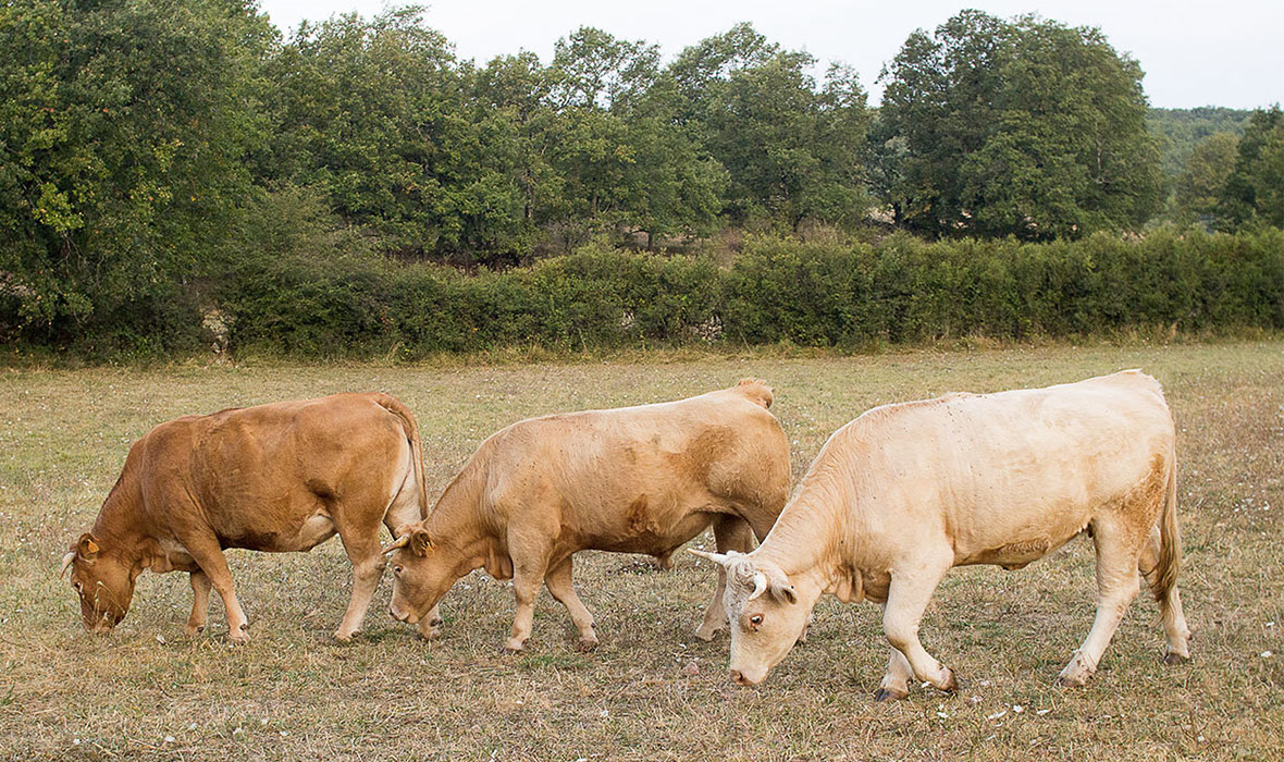 le boeuf vient de notre troupeau
