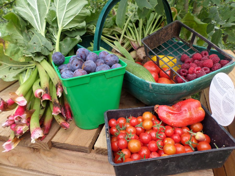 fruits et légumes du potager