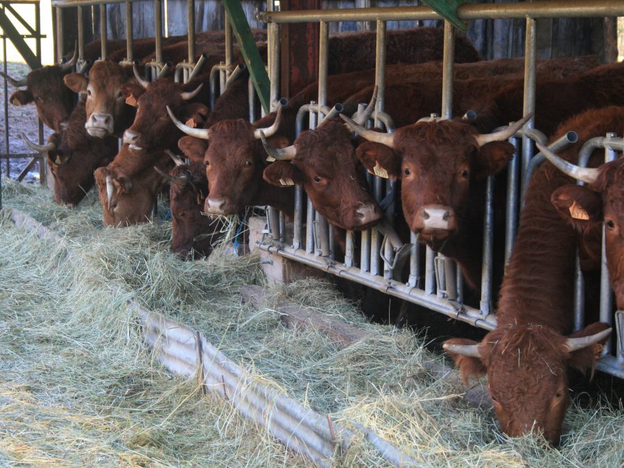 les vaches mangeant du foin 