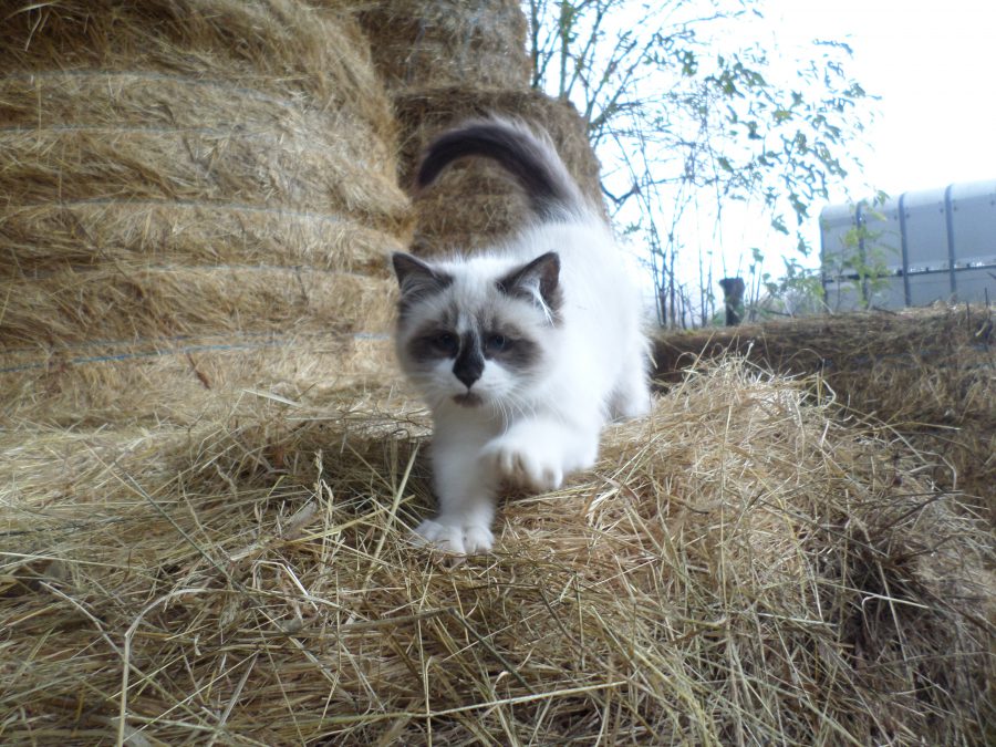 Tempête le petit chat de la ferme 