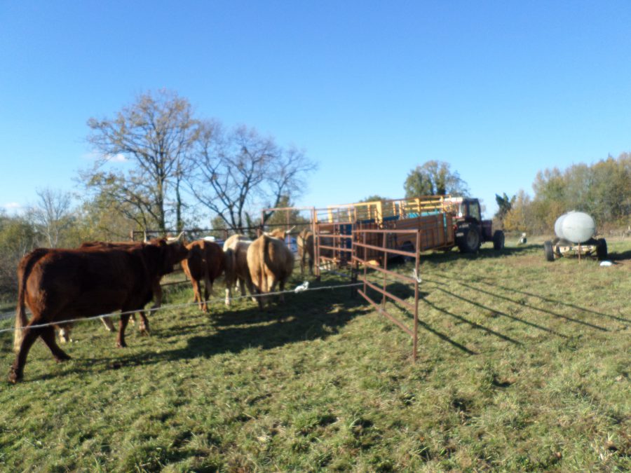 démenagement des vaches 