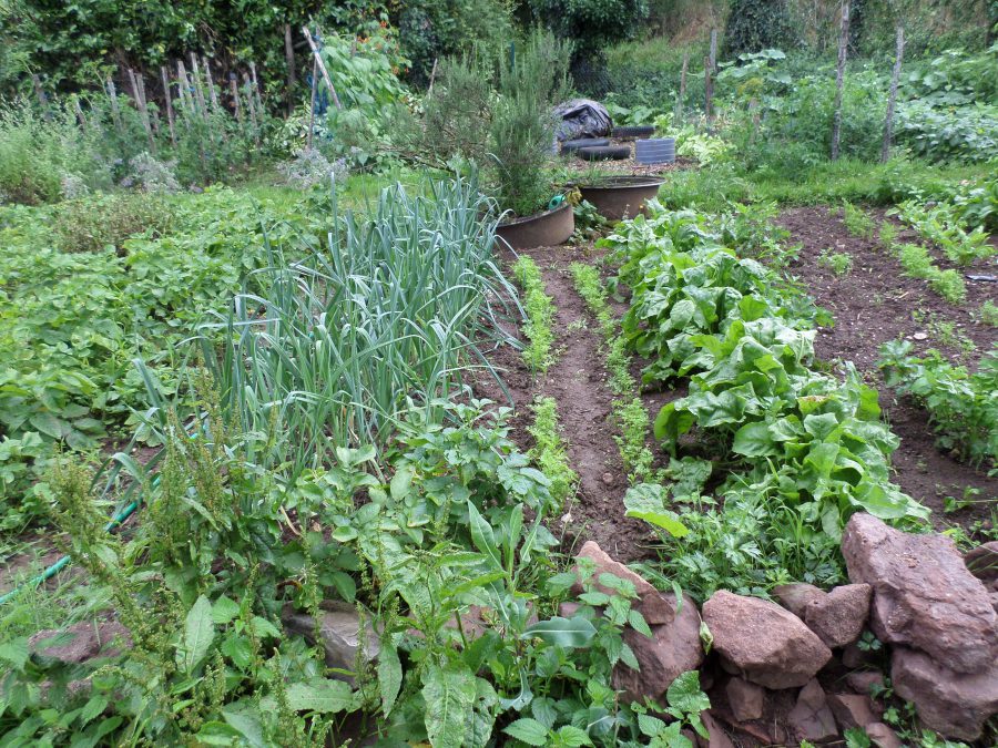le potager en été 