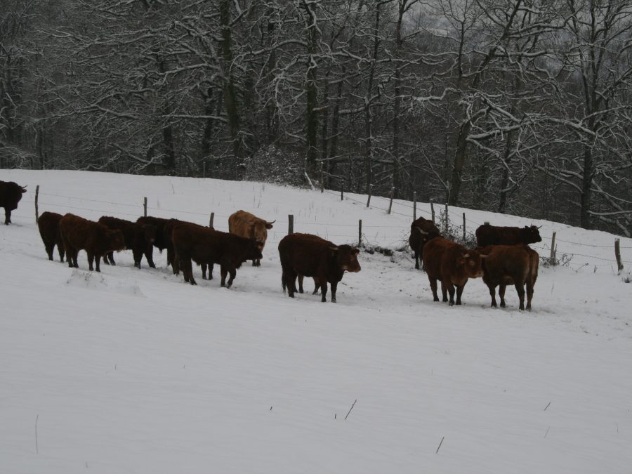 les vaches dans la neige