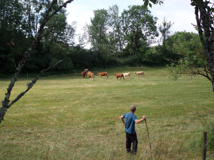 le troupeau dans les champs 