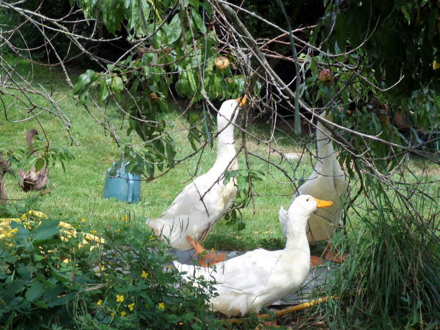 les canards