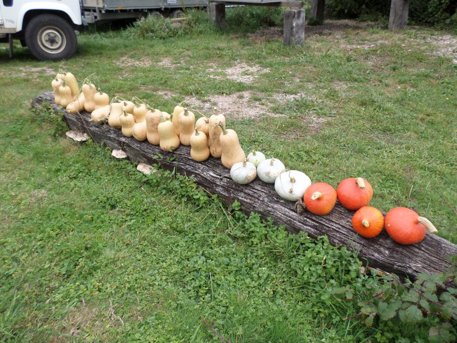 citrouilles et courges