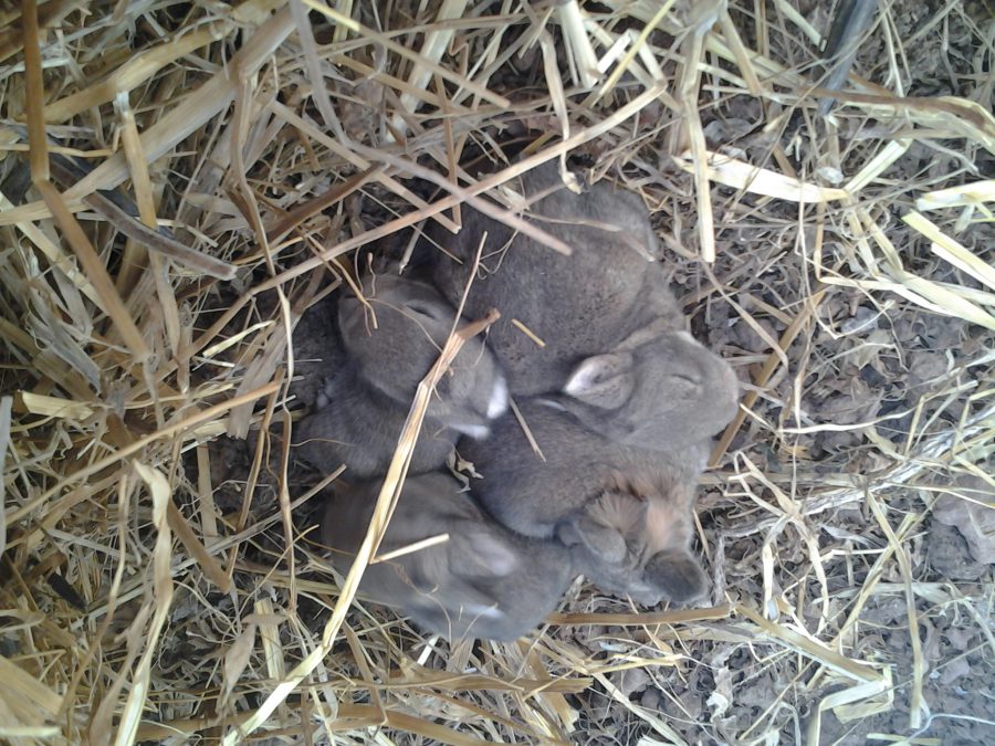 des labins s'installent