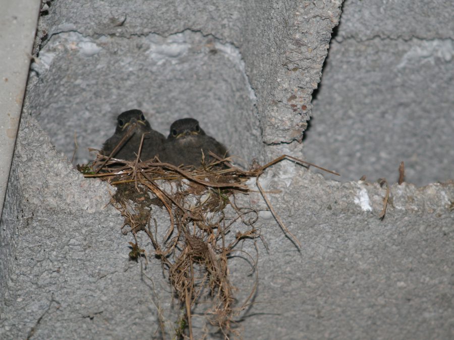 des oiseaux dans leur nid 