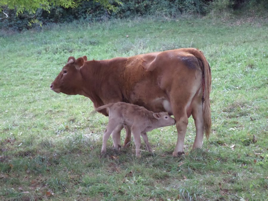 une vache et son veau 