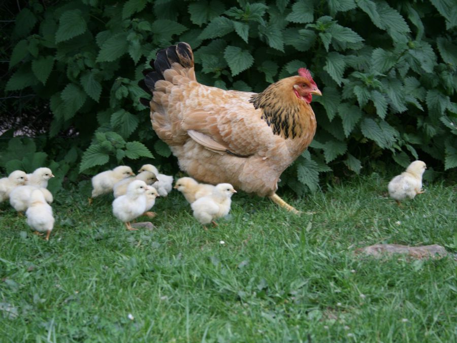 une poule et ses poussins 