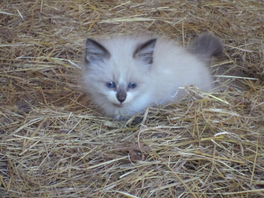 Tempête notre petit chat 