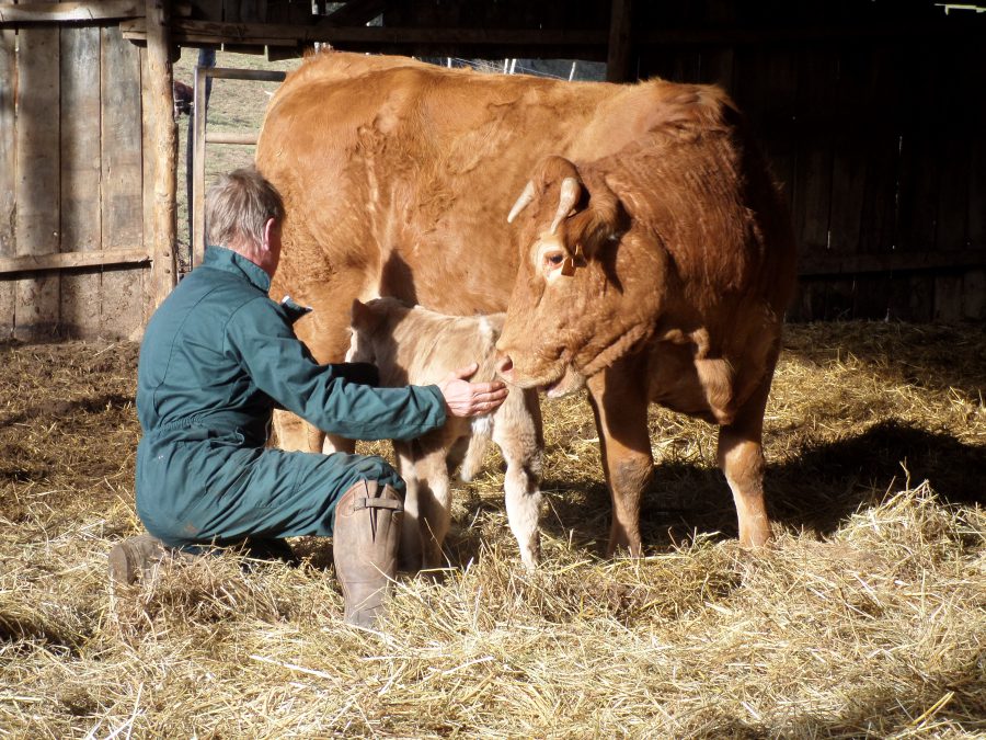 une vache et son veau 