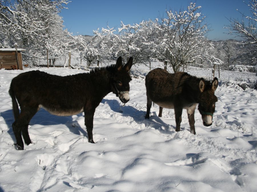 les ânes dans la neige 