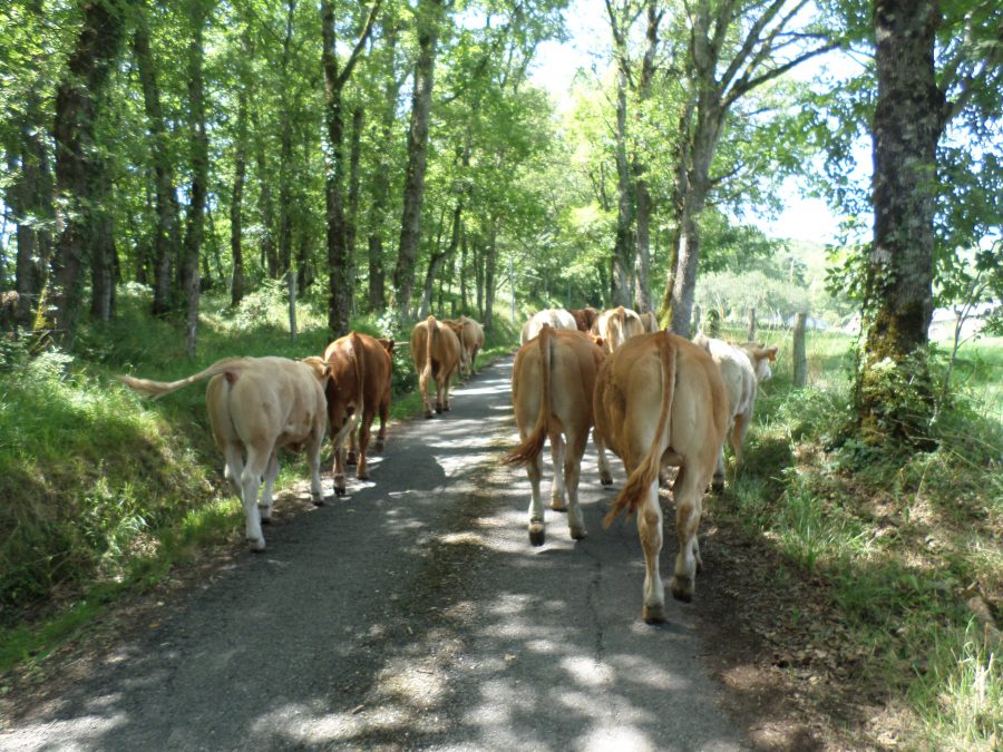 les vaches démenagent 