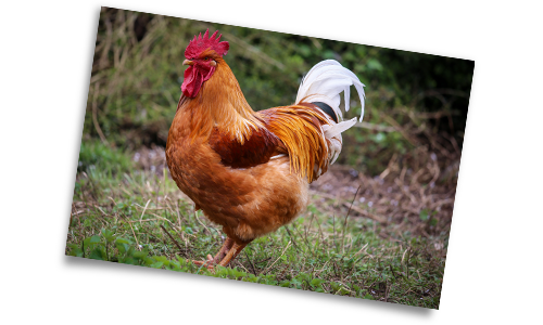 poules et canards