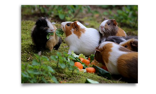 poules et canards