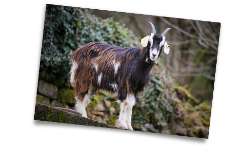 Vanille et Bambou les ânes 